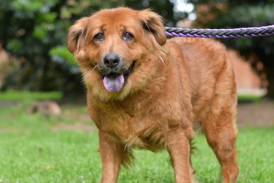 Las jornadas de adopción del mes de mayo buscan darles un nuevo comienzo a perritas mamá rescatadas por el Distrito.