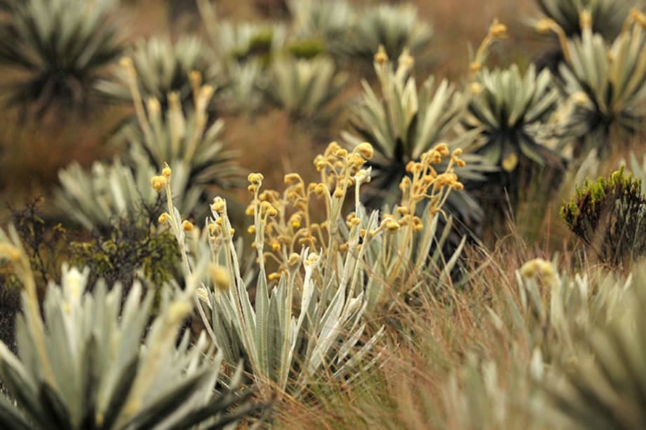 El 77% de los páramos de Colombia ya han sido delimitados. / Andrés Torres - El Espectador