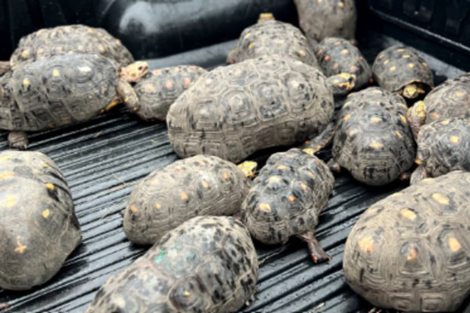 La Corporación Autónoma Regional del Alto Magdalena resaltó que la caza excesiva es la mayor amenaza para la supervivencia de las tortugas morrocoy.