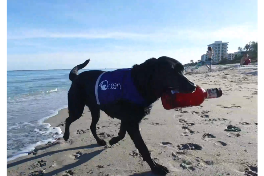 Lila, la perrita que ayuda a la organización 4Ocean a sacar el plástico de los océanos. / 4Ocean