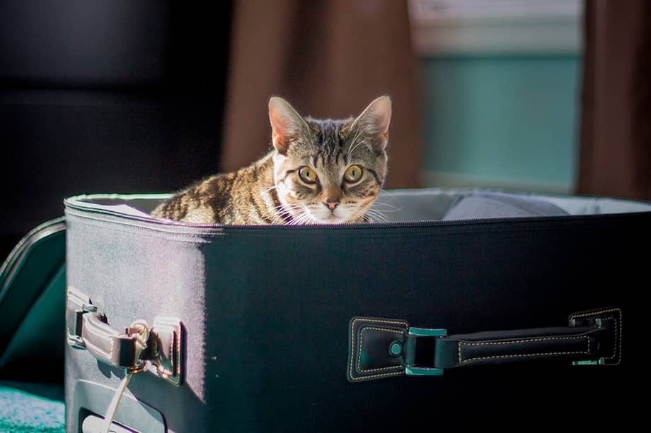 Los gatos son criaturas de hábitos y cualquier cambio en su rutina puede generarles estrés.
