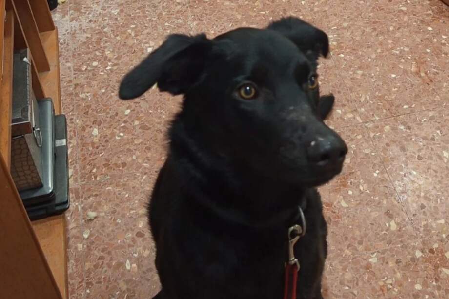 Choco es descrito por los voluntarios del refugio como un perro cariñoso, activo, juguetón y sociable con otros perros.