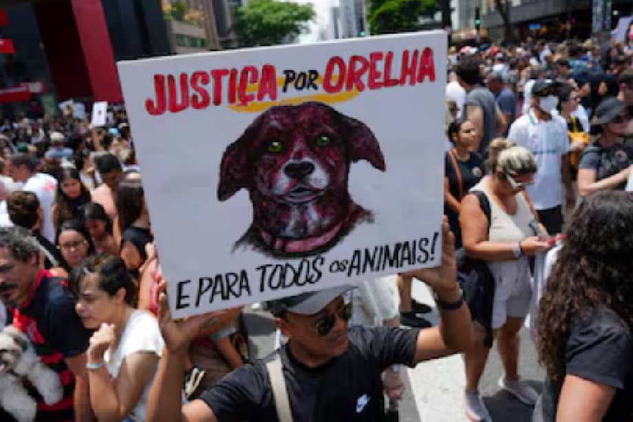 En Brasil, el maltrato a perros y gatos puede ser castigado con penas de hasta cinco años de prisión.