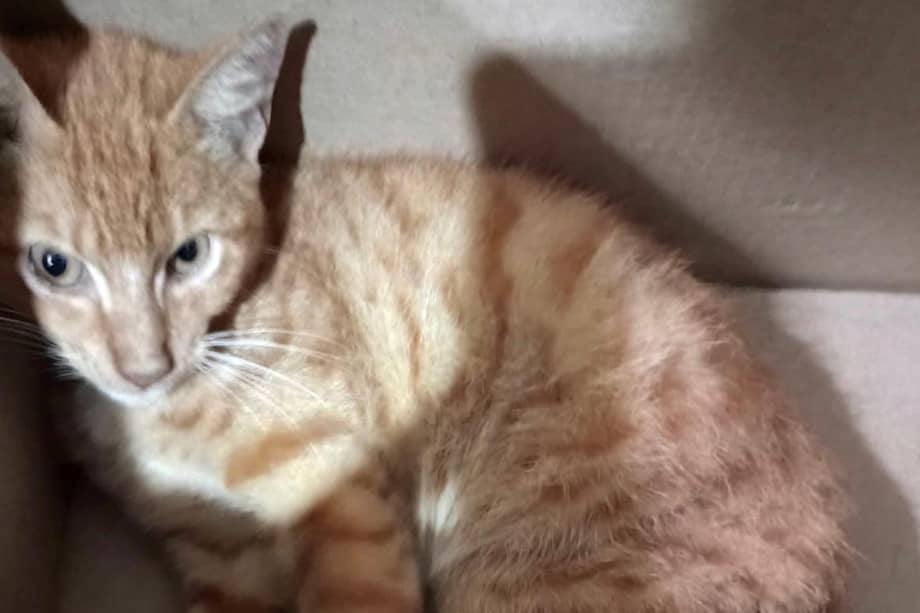 Entre los casos reportados hay un gato con graves lesiones tras un accidente.