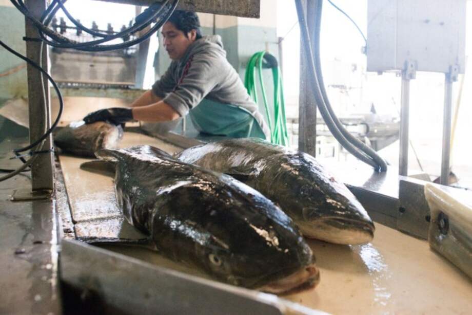 Colombia propone acelerar el proceso para eliminar los subsidios a la pesca marina.