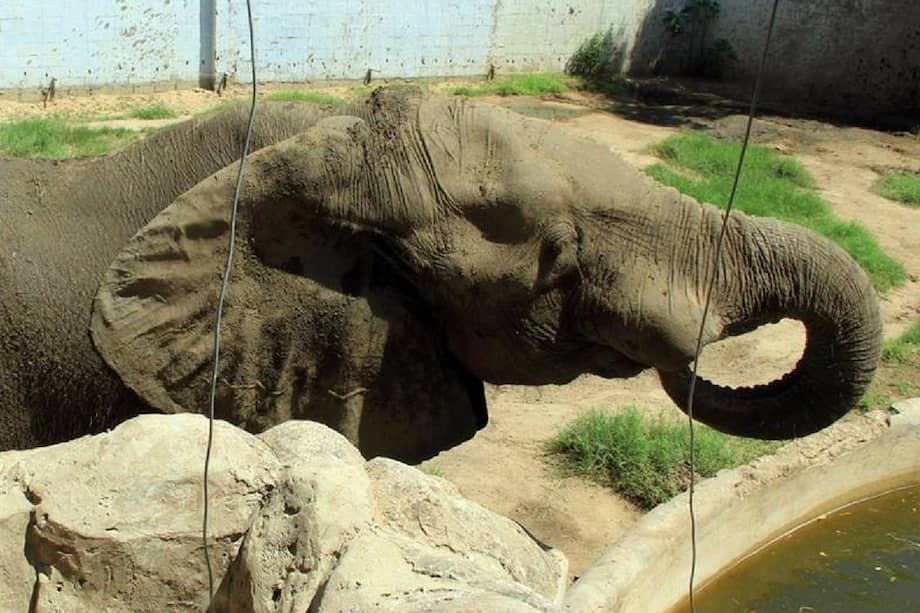 El elefante Tantor se despierta después de que un equipo de veterinarios atendieran su colmillo infectado. / Jorge Payares, agencia EFE.