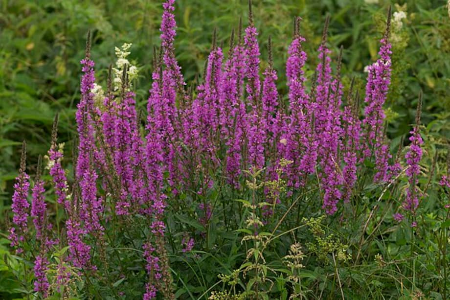 El Lythrum salicaria es una planta versátil y resistente, ideal para personas que buscan una especie medicinal y decorativa al mismo tiempo