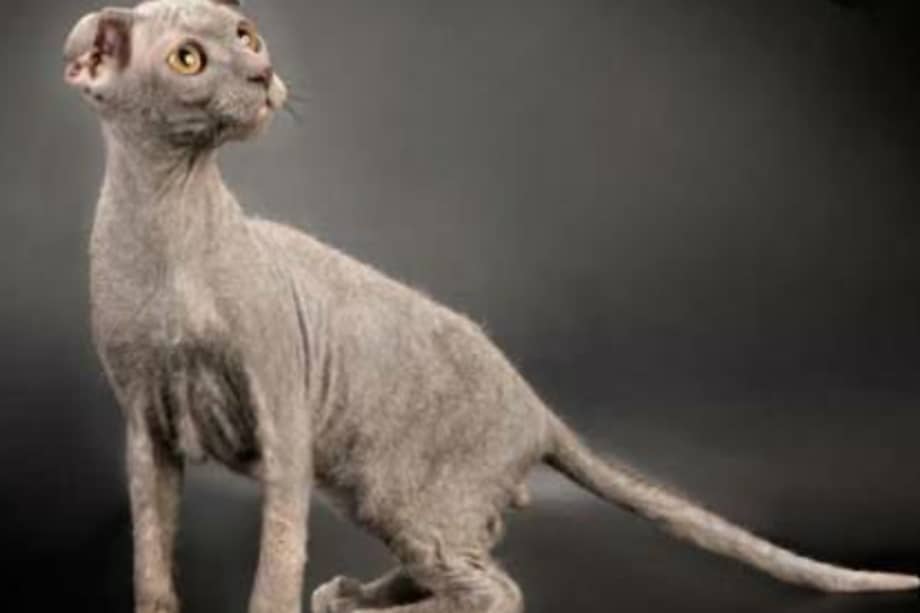 Según la Asociación Alemana de Bienestar Animal, la “cría bajo tortura” implica que los animales llevan una vida de dolor y sufrimiento debido a las características de su raza (Imagen de referencia).