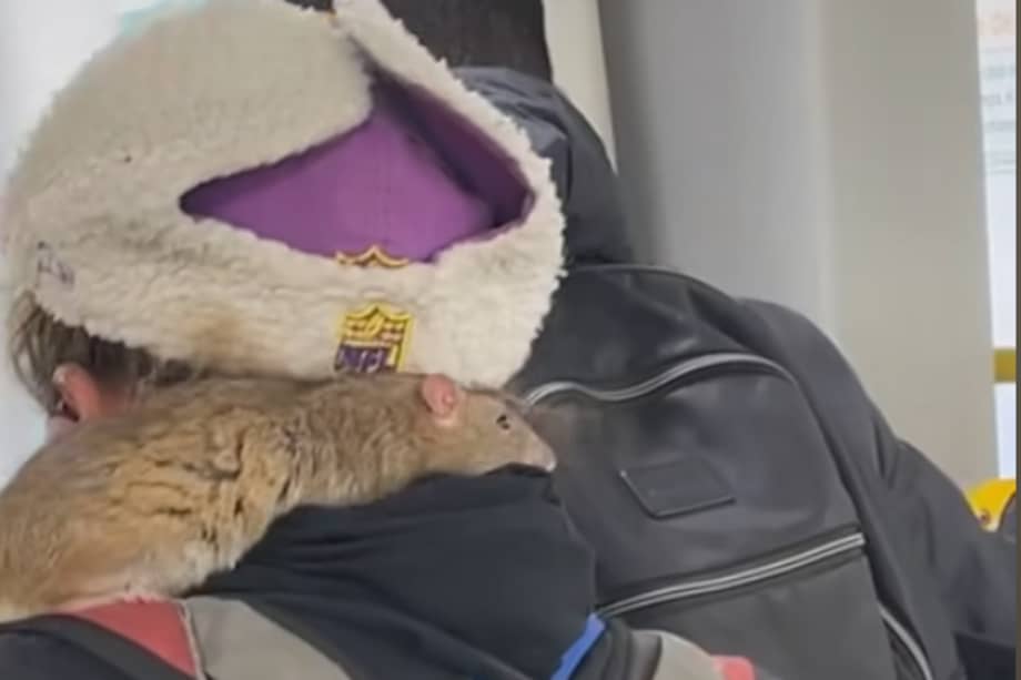 Esta es Tusi, la rata de la mujer en el TransMilenio.