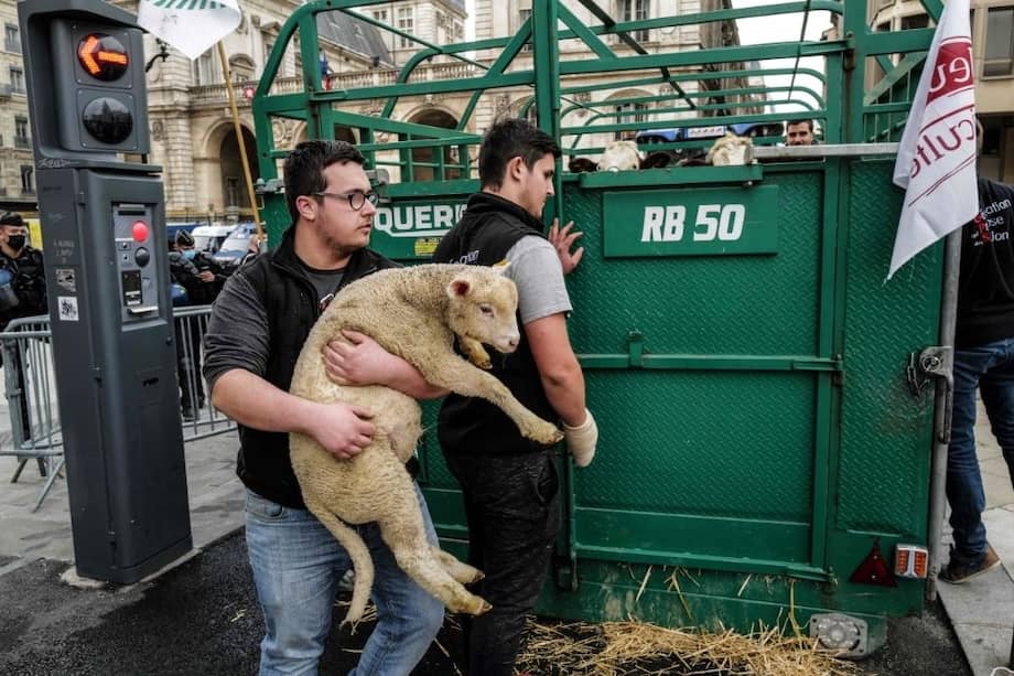 Un grupo de agricultores descarga ganado de sus vehículos para protestar frente al ayuntamiento de Lyon.