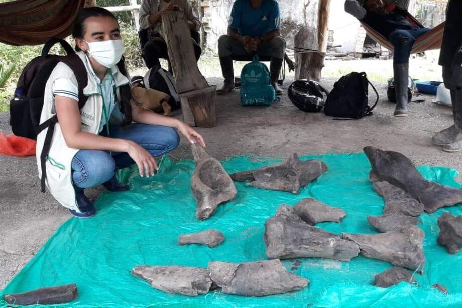 Los mastodontes se extinguieron de la Tierra hace más de 10.000 años, por eso este hallazgo es de alta importancia para los expertos en paleontología.