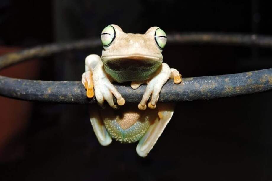 Rana Platanera (Boana xerophylla) en Villavicencio, Meta. / Alejandro Mora