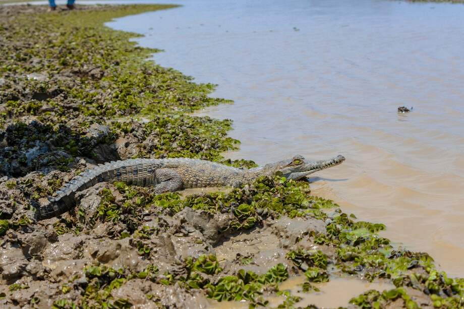Caimán llanero, (Crocodylus intermedius).