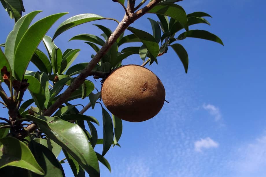 En zonas rurales, todavía hay quienes mastican el látex fresco como una goma natural, y no es raro escuchar que “quien tiene un níspero, tiene un postre en el patio”