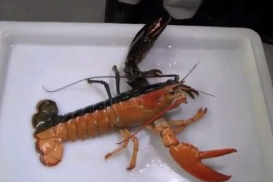 Hallan langosta de dos colores en EE.UU.