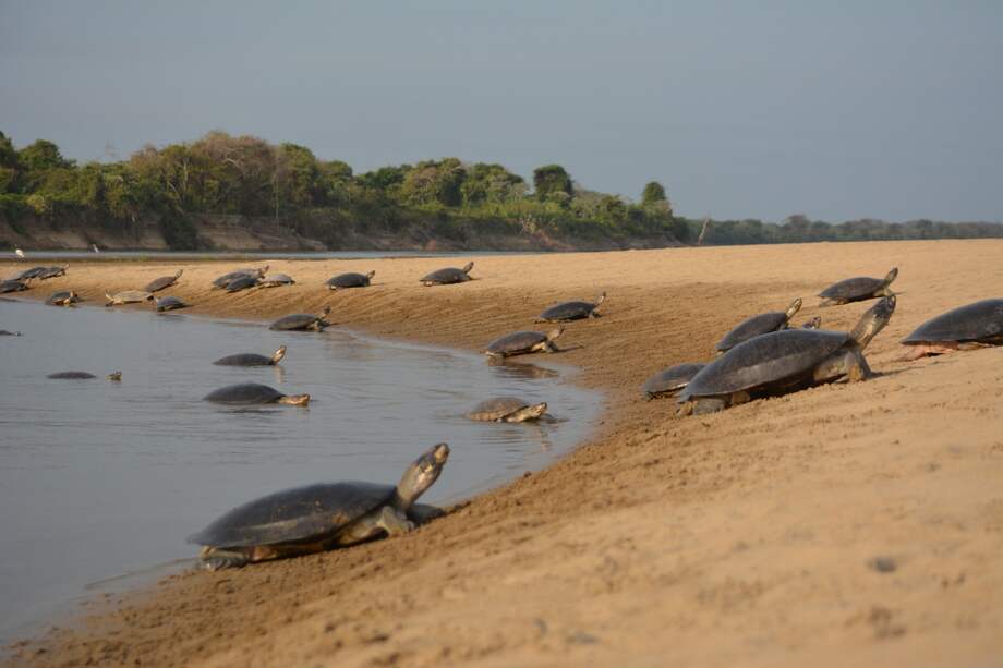 Este año, más de 800 tortugas llegaron a las playas de la vereda La Virgen a anidar. / Adrián Vásquez