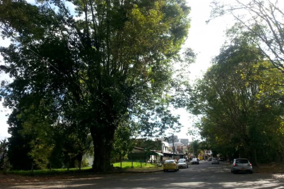 Los 99 árboles del barrio Milán tienen más de 70 años y desde hace décadas fueron instalados en el sector. /Foto: Felipe Álvarez especial para El Espectador