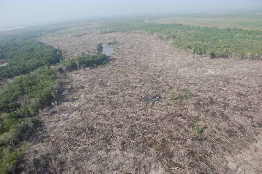 Deforestación en el oeste de la ciénaga de Contrabando.