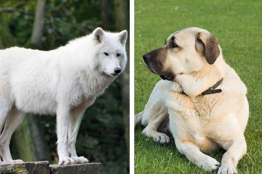 Podría un perro unirse a una manada de lobos? Esto dice la ciencia |  Noticias hoy | EL ESPECTADOR