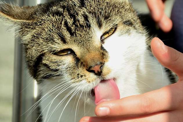 Gatos: así funciona el sentido del gusto en estos animales