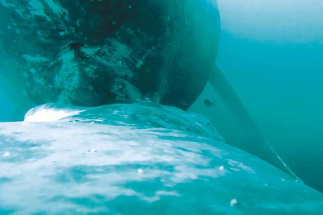 Este es el primer video de una ballena amamantando a su cría en Colombia