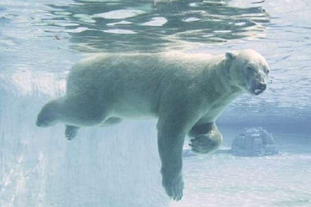 Muere Inuka, el único oso polar nacido en el trópico
