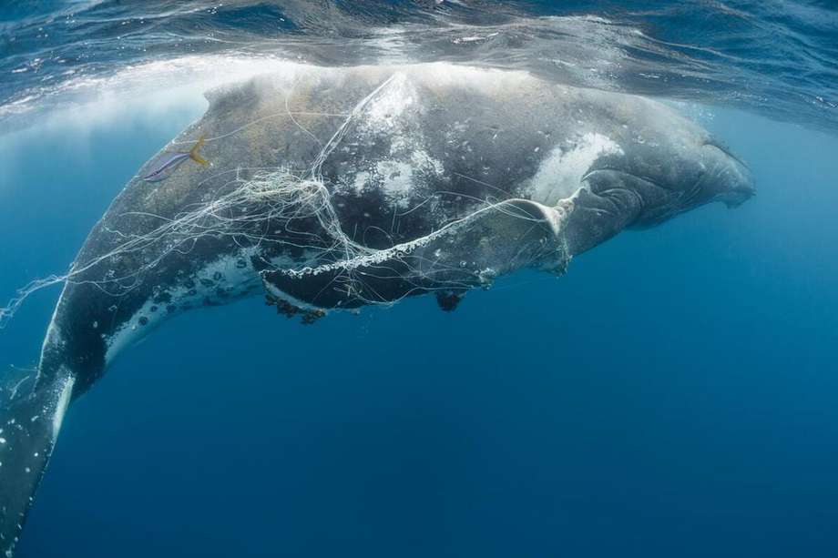 La prohibición de la caza de ballenas ayudó a que la población se recuperara. 