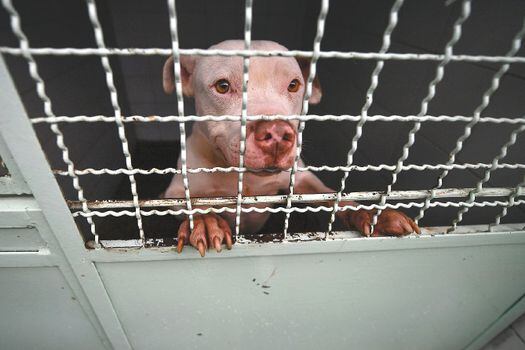 Perros rescatados por el Instituto de Protección Animal del Distrito