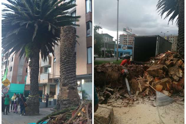 Vecinos del norte de Bogotá denuncian tala de una palma de al menos 100 años de antigüedad