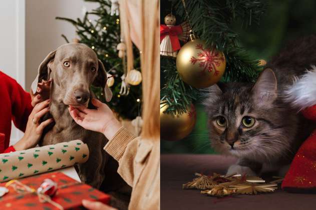 Regalos para mascotas en navidad: 4 opciones que no son juguetes