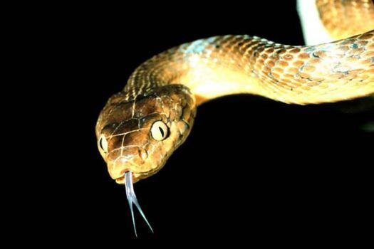 Imagen de la serpiente arbórea marrón (Boiga irregularis). / Wikimedia - Creative Commons