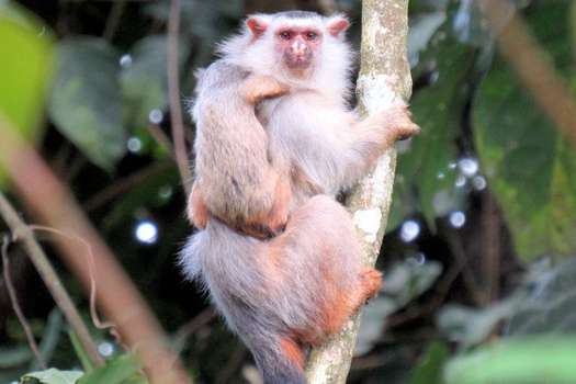 El Mico scheneideri fue descrito en el estado de Mato Grosso (Brasil).