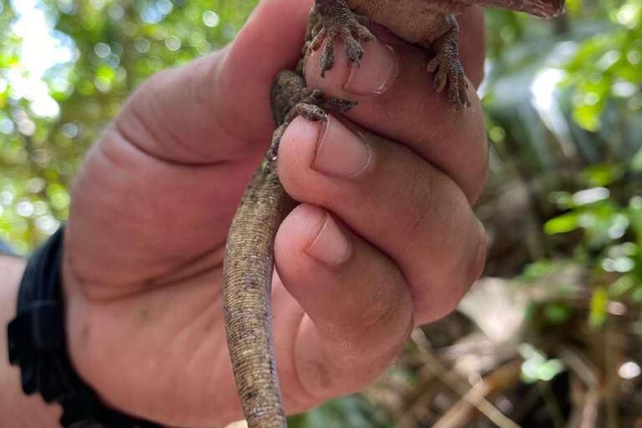 El gecko Aristelliger georgeensis fue otro de los reptiles registrados en la expedición Cangrejo Negro, lanzada el 17 de enero para restaurar los ecosistemas de Providencia.