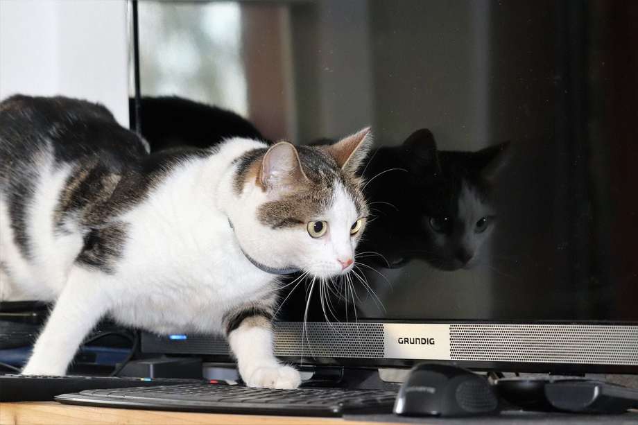 Imagen de referencia / Un gato saltó sobre el teclado de un computador y borró accidentalmente todos los datos de un centro médico. 