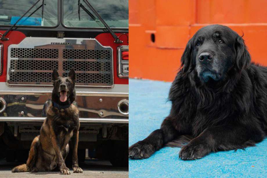 Daky y Fito son perros profesionales en rescate, por ende, responden muy bien a comandos de entrenamiento, son disciplinados, limpios, tiernos, juguetones y muy inteligentes.