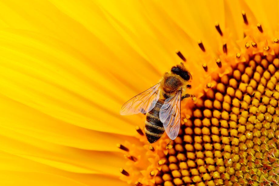 9 cosas que quizá no sabías de las abejas