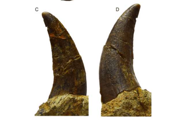 Identifican el fósil de un nuevo mamífero gigante en África