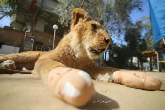 Le amputaron las garras a una leona para que pudiera jugar con niños