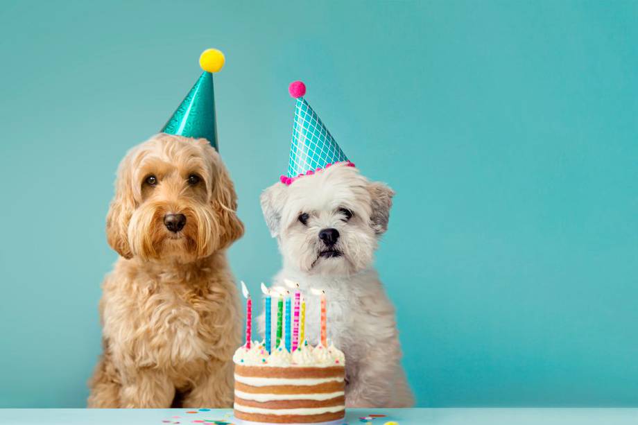 Te damos varias ideas para que organices el cumpleaños de tu perrito.