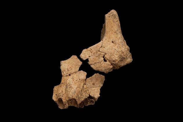 Posible fósil humano más antiguo de Europa fue hallado en España
