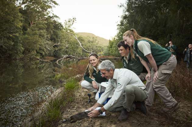 Los ornitorrincos vuelven al parque nacional más antiguo de Australia después de 50 años