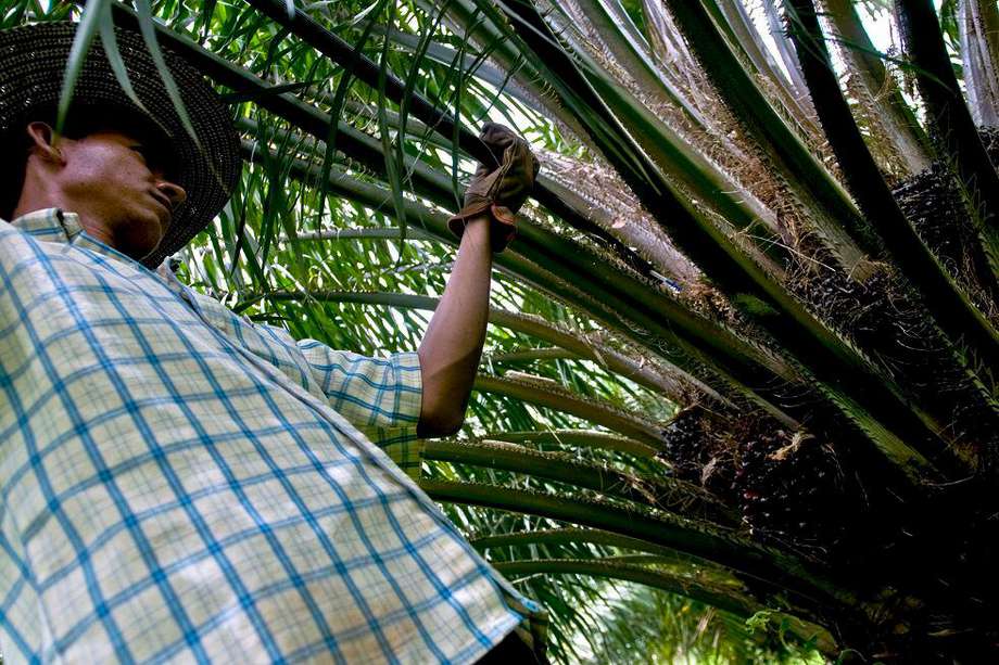 Durante el primer semestre del año, la producción de aceite de palma se ha incrementado 8 %, hasta las 953.000 toneladas. 