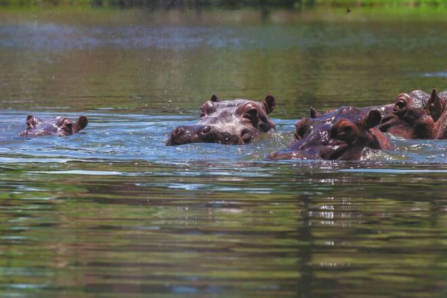 Los científicos explicaron que hipopótamos no hacen parte de los ecosistemas locales del país y podrían causar daños en su hábitat acuático. / Foto: archivo.