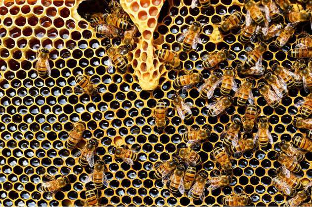 Las abejas pueden sumar y restar