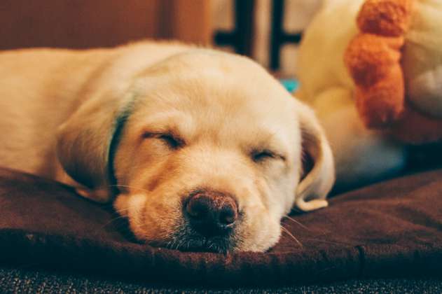 Razas de perros: esta es la que más duerme