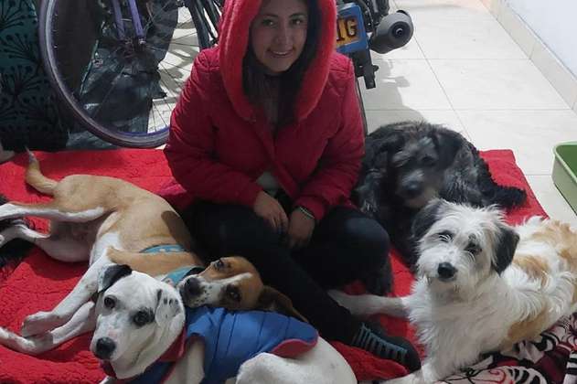 ¡Adopte un animal de compañía! Estos perros y gatos buscan un nuevo hogar en Bogotá