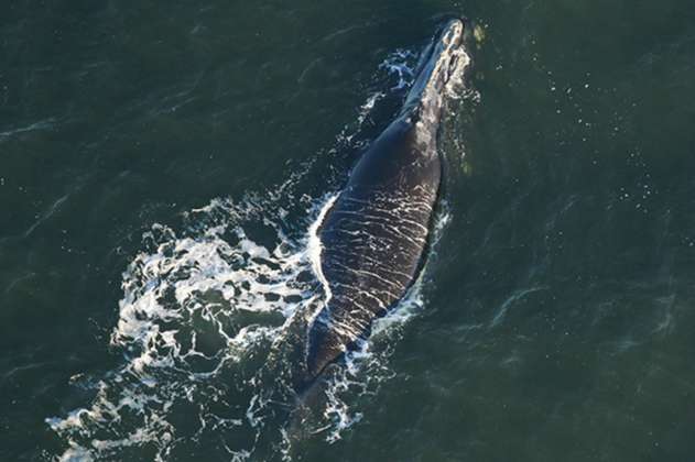 Buenas noticias: ecologistas ven la primera cría de una ballena franca glacial en dos años
