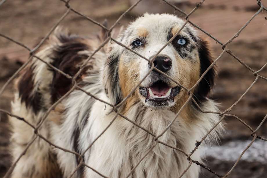 La sanción se impuso contra un criadero canino en Funza, Cundinamarca.