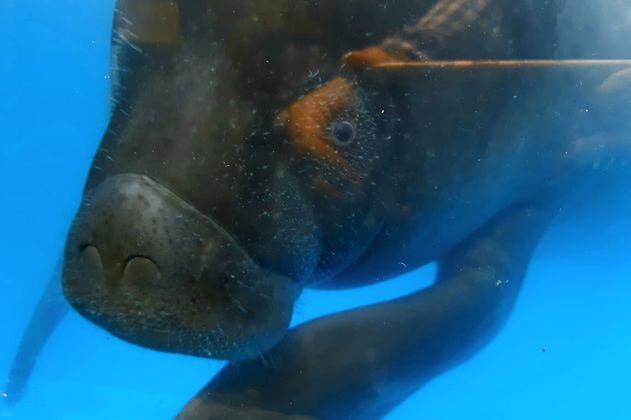 Murió ‘Lluvia’ la manatí que había sido rescatada del tráfico ilegal de fauna
