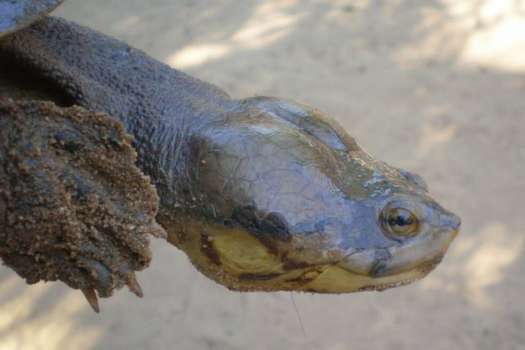Uno de los problemas de la tortuga carranchina es el alto nivel de endogamia, por tanto, están mucho más propensas a la extinción. / Germán Forero / WCS Colombia
